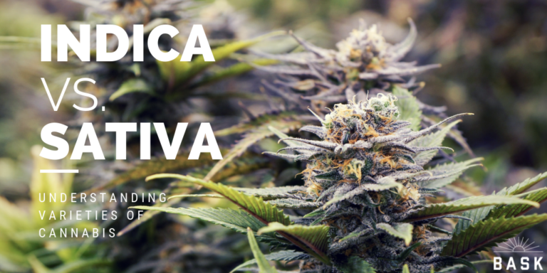 Indica vs Sativa