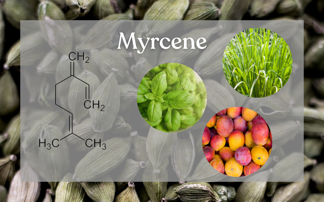 Terpene of the Month: All About Myrcene - Bask, Inc.