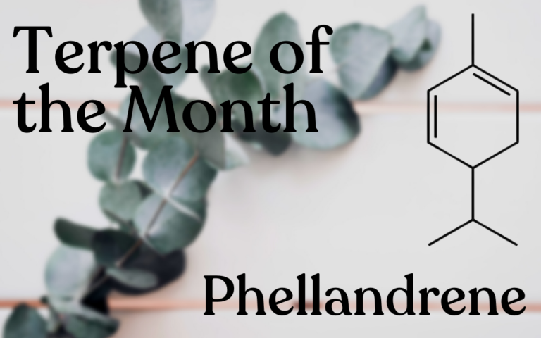 Phellandrene over eucalyptus