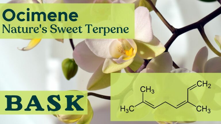 Terpene of the Month: Ocimene