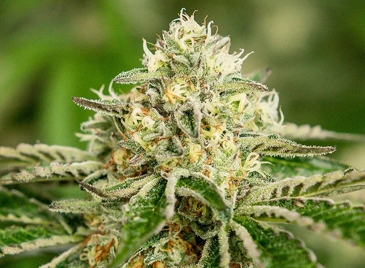 Bask Recreational Medical Cannabis Dispensary Massachusetts Wedding Cake Cannabis Flower image